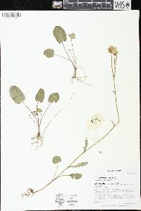 Packera pseudaurea var. semicordata image