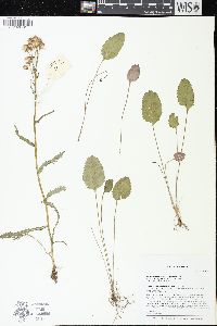 Packera pseudaurea var. semicordata image