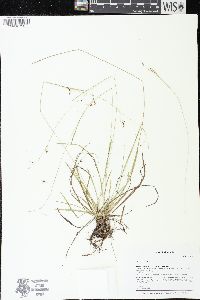 Carex capillaris image