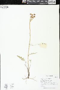 Packera plattensis image