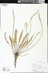 Plantago eriopoda image