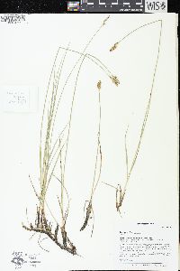 Carex sartwellii image