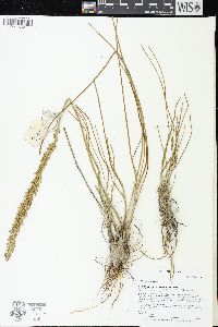 Triglochin maritima image