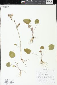 Packera pseudaurea image