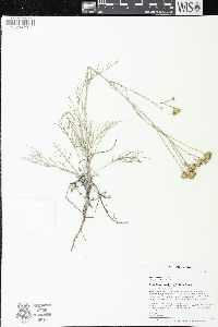 Hymenopappus filifolius image