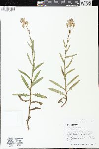 Lactuca tatarica image