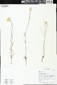 Erysimum asperum image