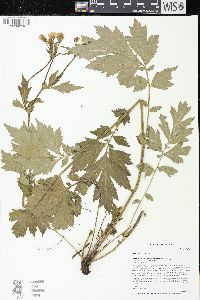Geum aleppicum image
