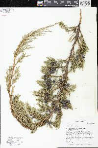 Juniperus horizontalis image