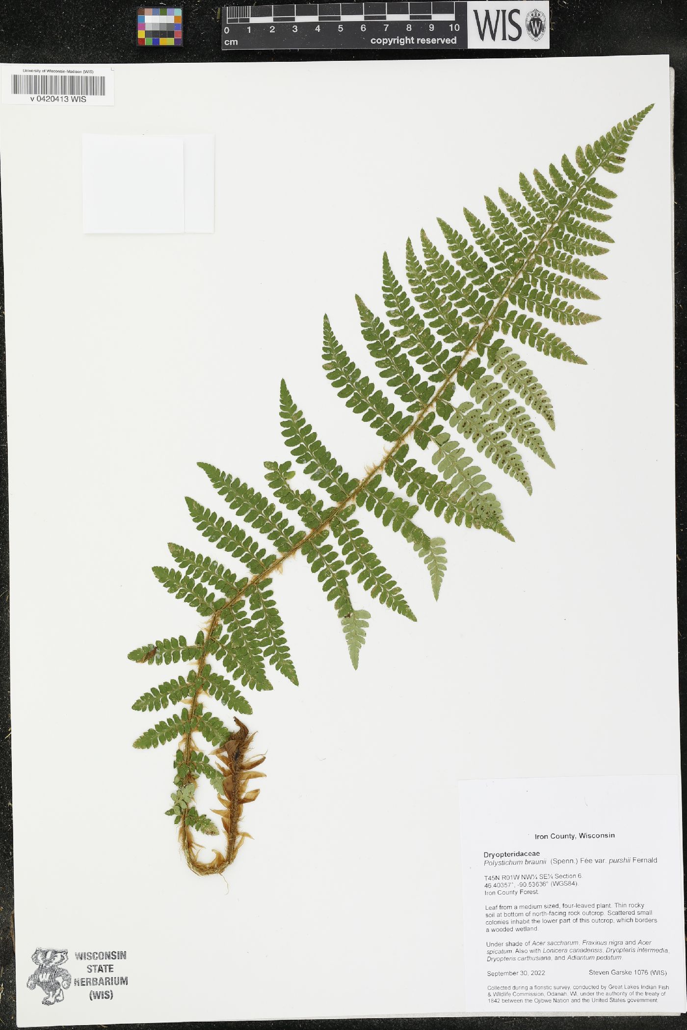 Polystichum braunii var. purshii image