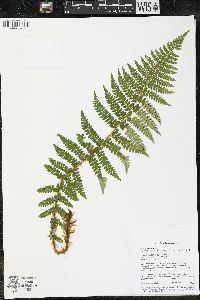 Polystichum braunii image