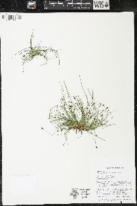 Eleocharis ovata image