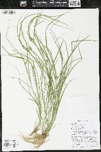 Carex sychnocephala image