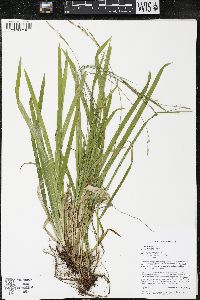 Carex hirtifolia image