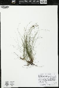 Carex eburnea image