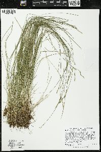 Carex bromoides image