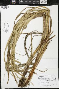 Carex atherodes image