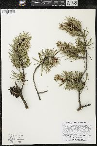 Pinus banksiana image