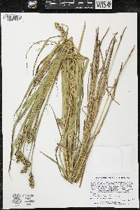 Carex cristatella image