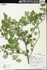 Ribes cynosbati image