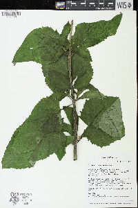 Scrophularia lanceolata image