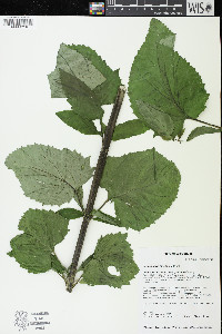 Scrophularia lanceolata image