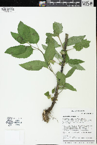 Scrophularia lanceolata image