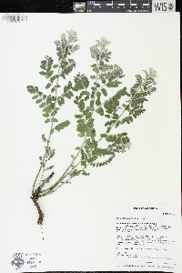 Amorpha canescens image