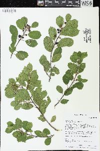 Frangula alnus image