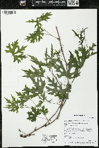 Ampelopsis brevipedunculata image