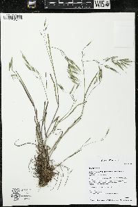 Bromus arvensis image