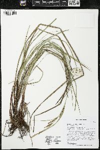 Carex aquatilis var. substricta image