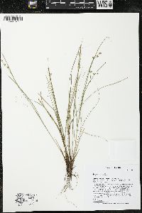 Carex interior image