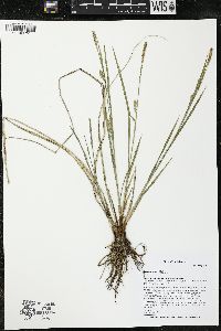 Carex tetanica image