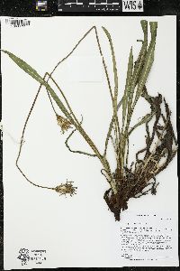 Agoseris glauca image