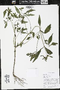 Bidens connata image