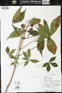 Aesculus glabra image