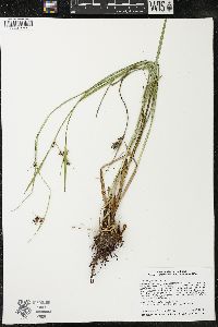 Scleria triglomerata image