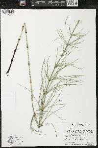 Equisetum palustre image