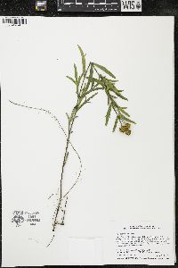 Coreopsis palmata image