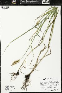 Carex muskingumensis image
