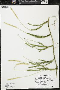 Lycopodium lagopus image