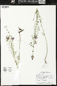 Agalinis purpurea image