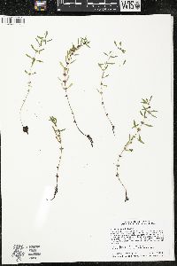 Rotala ramosior image