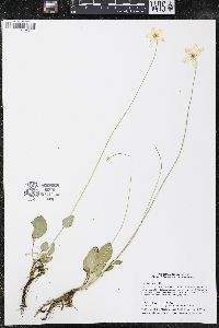 Parnassia glauca image