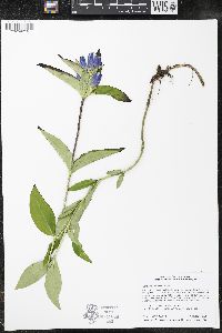Gentiana andrewsii image