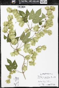 Humulus lupulus image