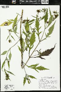 Bidens tripartita image