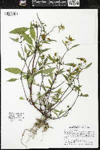 Bidens connata image