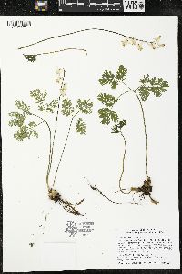 Dicentra cucullaria image